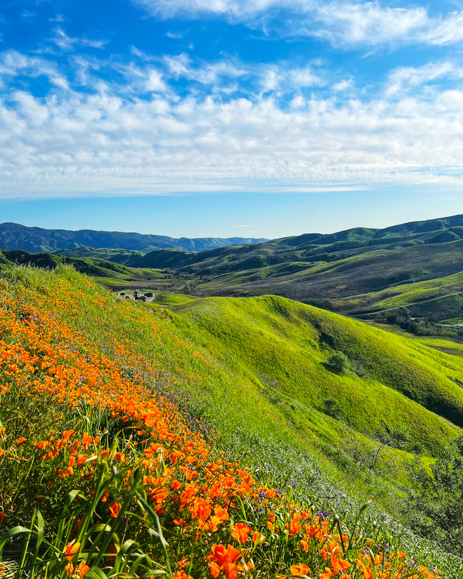 Wildflowers covering green hillsides in Chino Hills, California