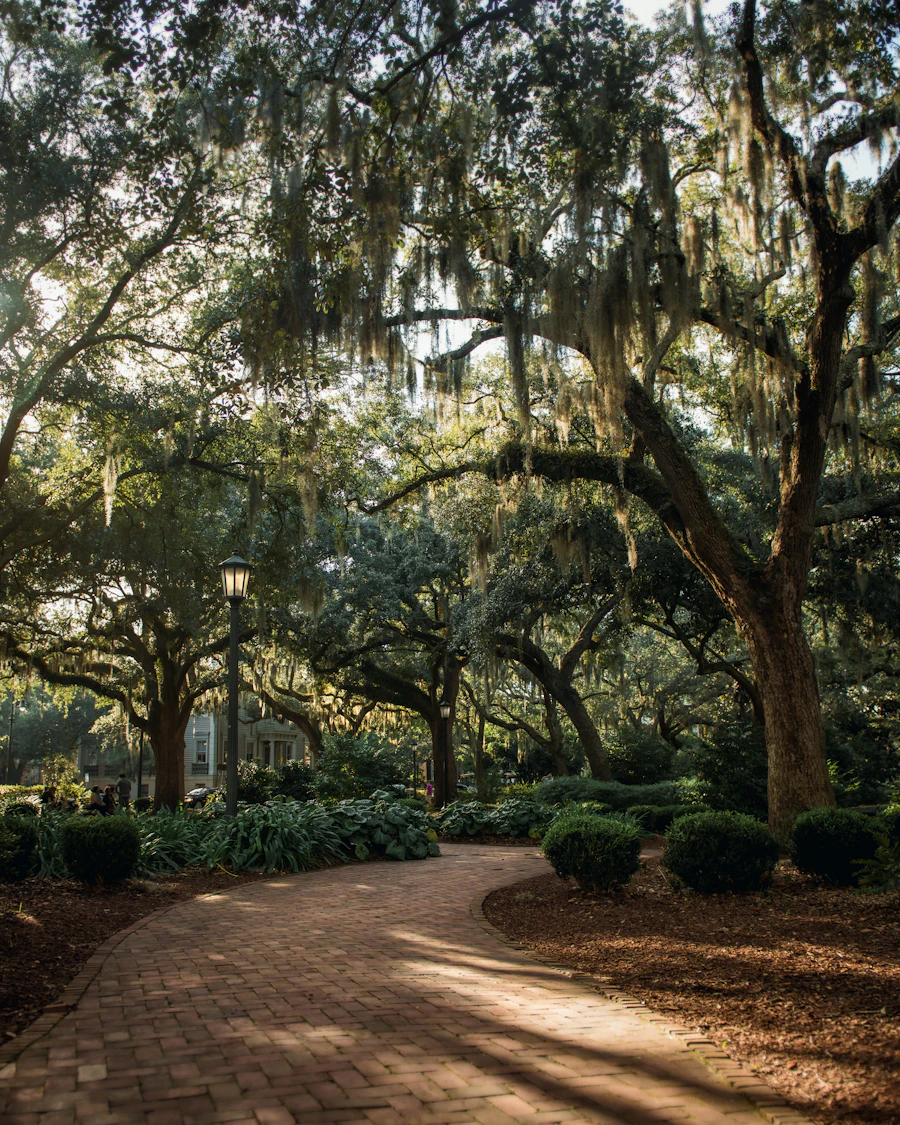 Sunlight on a path under live oaks in Savannah, Georgia