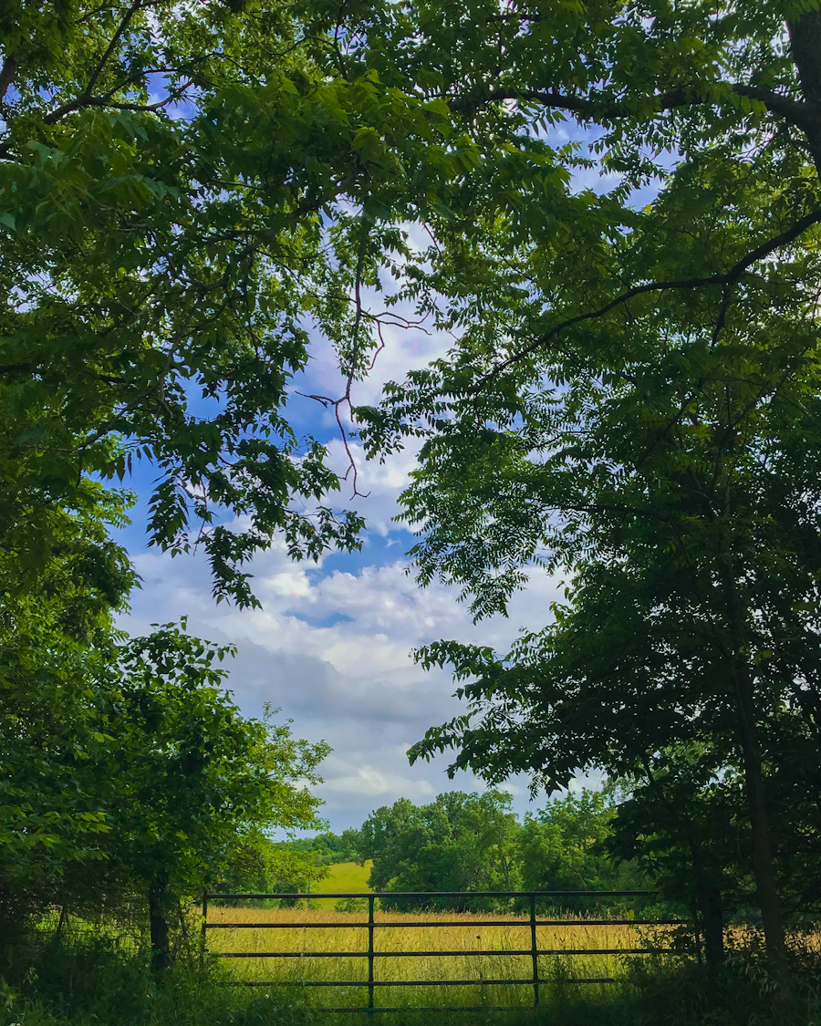 Green trees and open sky over the hills in Iowa