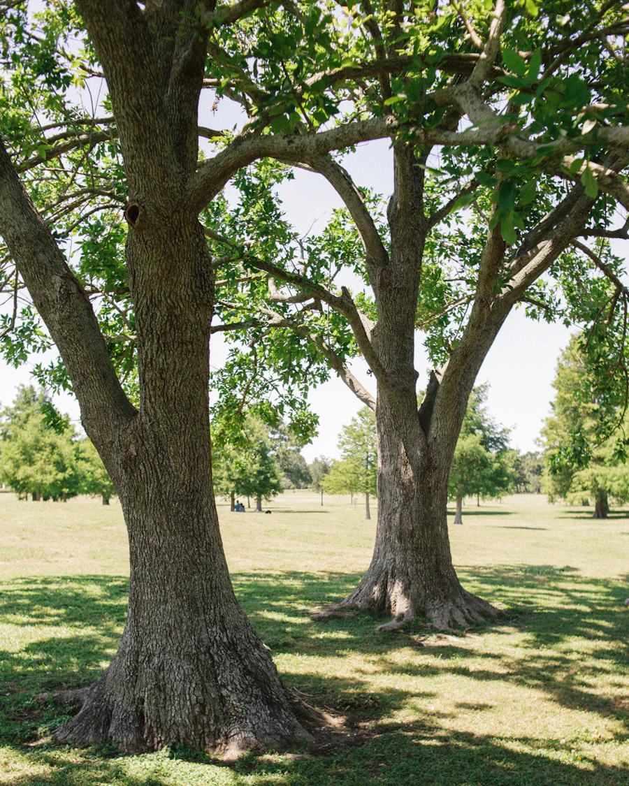 Shade trees in a quiet park in New Orleans, Louisiana