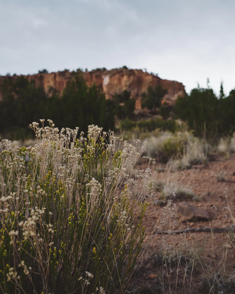 Desert grasses and mesa cliffs in New Mexico
