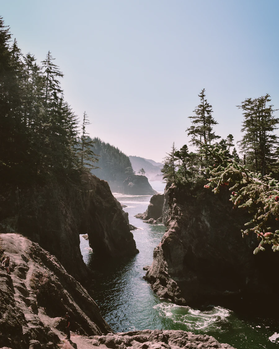 Evergreens above sea stacks on the Oregon coast