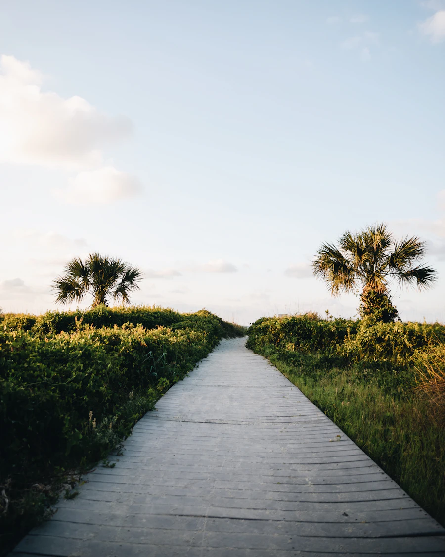 Palmettos along a path in the morning on Hilton Head Island, South Carolina
